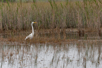 Aigrette blanche au milieu des marais