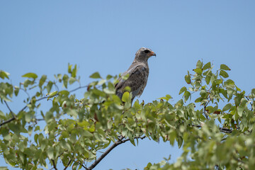 a black kite flies with its wings spread and looks out for prey on a sunny day