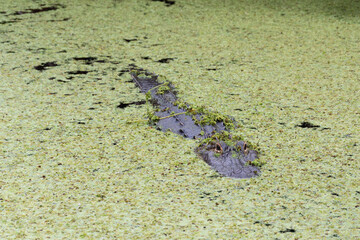 Alligator dans l'eau