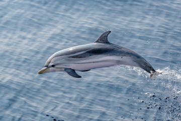 Delfin auf offenem Meer in Freiheit in Mittelmeer 