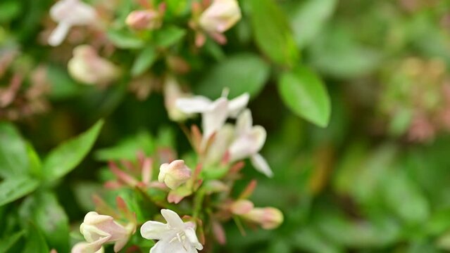 Abelia Grandiflora Flowers. Tiny white flowers on a green background. Glossy Abelia shrub. Branches, leaves and flowers of  grandiflora.