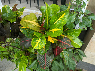 close up of codiaeum variegatum plant © Arjuna