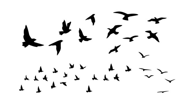 Flying Bird Silhouette. A flock of flying birds. isolated bird flying. tattoo design. great set collection clip art Black vector illustration on white background .