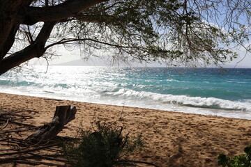 maui beach, sea, ocean, water, island, sky, tree, sand, tropical, nature, coast, summer, landscape,...