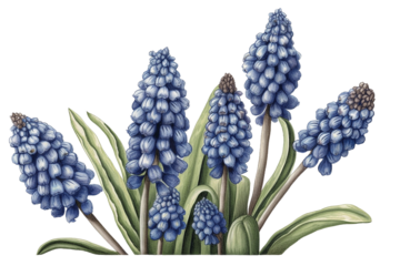 Blue hyacinth flowers isolated on white.