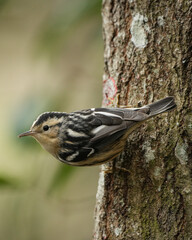 Naklejka premium Black and White Warbler