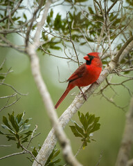 Portrait of a Northern Cardinal