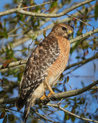 Red-Shouldered Hawk