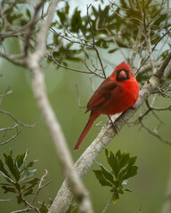 Male Northern Cardinal