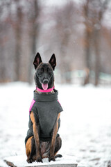 Belgian Shepherd Malinois with pink accessories in winter