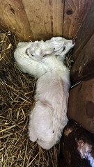 Cute white goats in the barn. On the seine