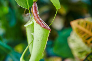 Pitcher Plant in Natural Habitat - Close-up Perspective