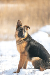 german shepherd dog in snow