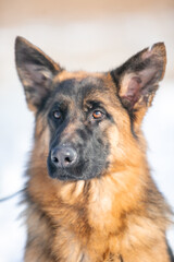 german shepherd dog in snow