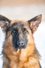 german shepherd dog in snow