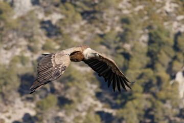 Gyps fulvus batiendo las alas durante el vuelo en el parque natural Sierra de Mariola, Alcoy, España