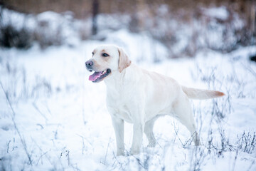 golden retriever in snow