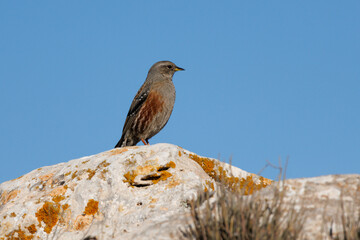 Prunella collaris, Acentor Alpino posado sobre roca en el mirador de los buitres en Alcoi, España