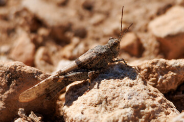 Saltamonte Trimerotropis pallidipennis camuflado entre piedras y tierra de su mismo color 