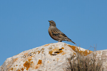 Prunella collaris, Acentor Alpino posado sobre roca en el mirador de los buitres en Alcoi, España