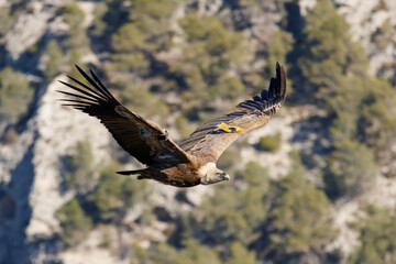 Gyps fulvus batiendo las alas durante el vuelo en el parque natural Sierra de Mariola, Alcoy, España