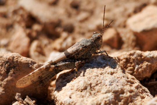 Saltamonte Trimerotropis pallidipennis camuflado entre piedras y tierra de su mismo color 