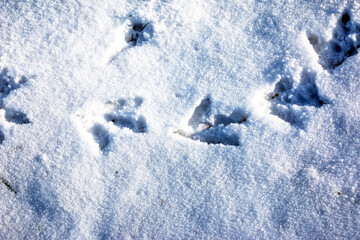 Fototapeta na wymiar Footprints in the snow. Swan tracks on clean snow in the Alps.