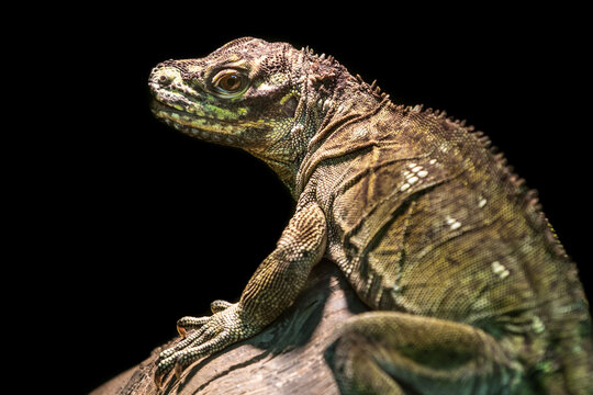 close up of a lizard against a black background