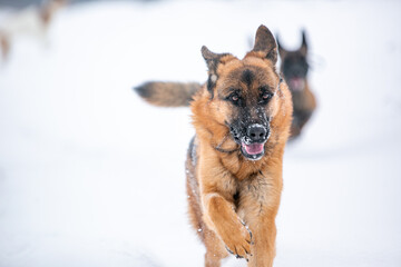 german shepherd dog in snow