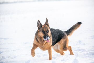 german shepherd dog in snow