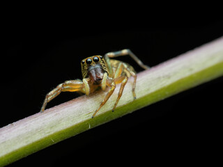Jumping spider with gold colour on the branch