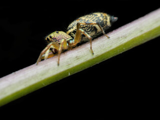 Jumping spider with gold colour on the branch seen from the side