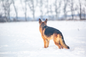 german shepherd dog in snow