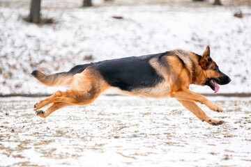 german shepherd dog in snow