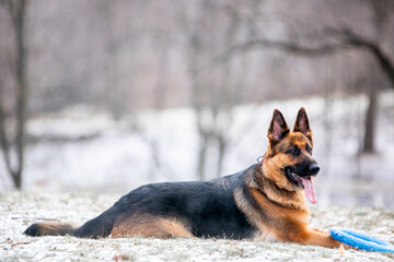german shepherd dog in snow
