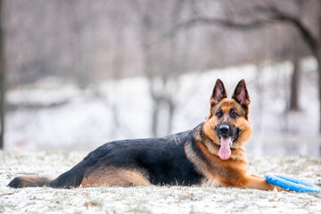 german shepherd dog in snow