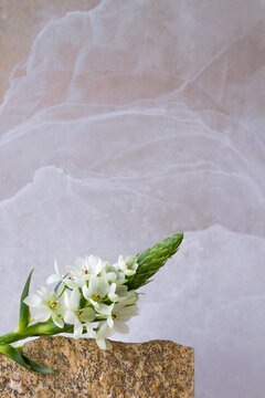 modern composition of a flower and a piece of stone, against a marble background