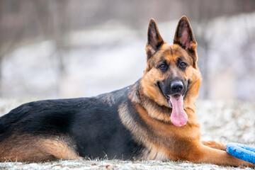 german shepherd dog on the snow