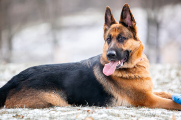 german shepherd dog on the snow