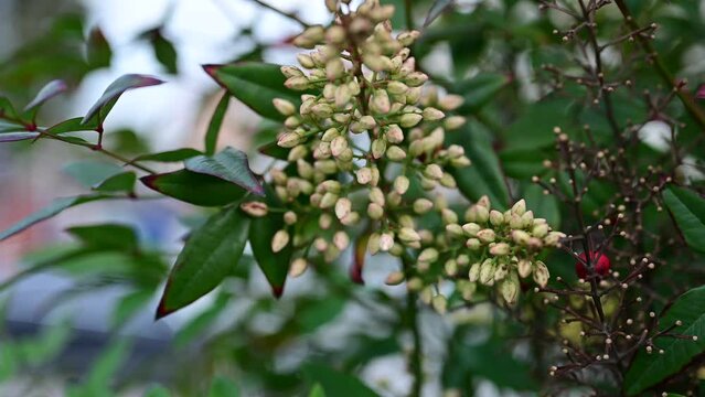Nandina Shrubs, Secred Bamboo. Leaves of Nanten or heavenly bamboo, Nandina domestica. Heavenly bamboo in ornamental garden