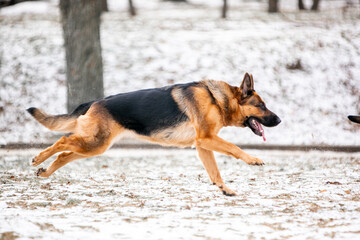 german shepherd dog on the snow