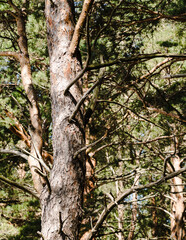 Thick pine tree trunk with many dry branches, close-up, selective focus.