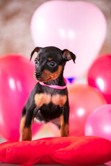 Valentine's themed miniature pinscher puppies