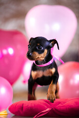 Valentine's themed miniature pinscher puppies