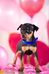 Valentine's themed miniature pinscher puppies