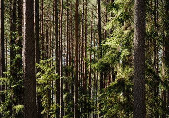 Many thick, straight trunks of pine trees in the forest, background with straight, brown trunks, selective focus. 