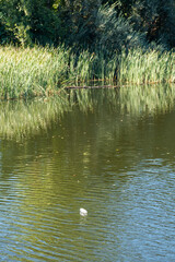 A plastic bottle floating in the river of clear water, with a background of beautiful green trees. Concept of garbage and environmental respect, ecology,