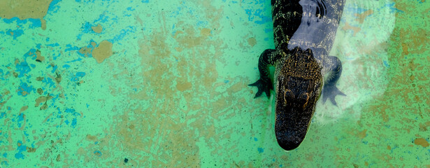 Captive Alligators Details of Teeth and Jaws Powerful Animals Looking Down from Above - obrazy, fototapety, plakaty