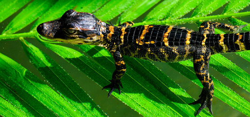 Baby Gator Alligator in Viewing Area Resting on Submerged Leaf