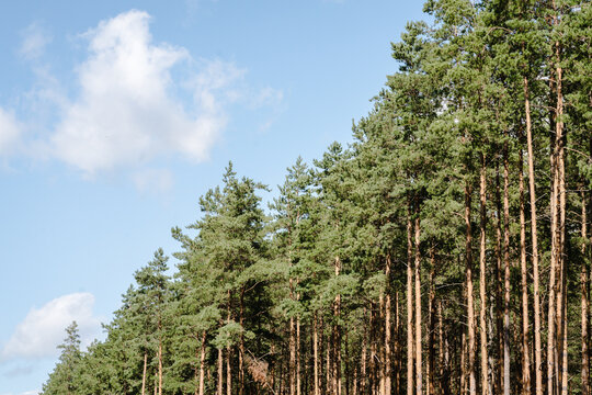 Many thick, straight trunks of pine trees in the forest, background with straight, brown trunks, selective focus. 